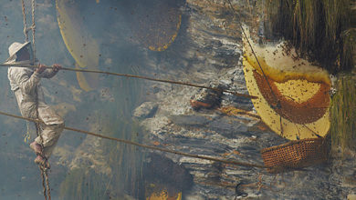 Honey Hunting in Nepal
