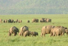 Banke National Park