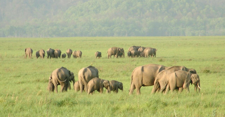 Banke National Park