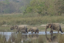 Bardia National Park