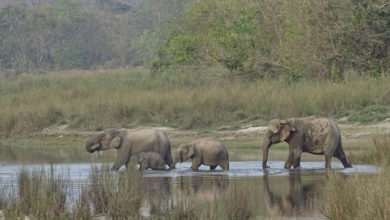 Bardia National Park