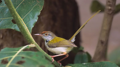 Koshi Tappu Wildlife Reserve