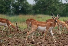 Blackbuck Conservation Area