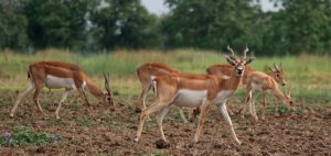 Blackbuck Conservation Area