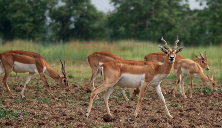 Blackbuck Conservation Area