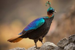 Flora and Fauna of Sagarmatha National Park