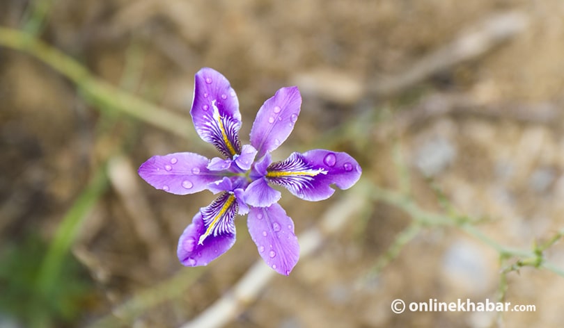 Shey Phoksundo Flora & Fauna